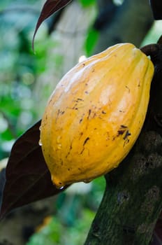 one cocoa bean yellow and lovely sweet chokolate