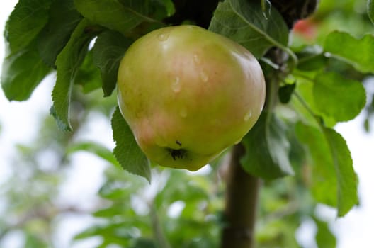 one apple three with fresh apple with som raindrops