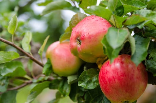 one apple three with fresh apple with som raindrops
