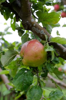 one apple three with fresh apple with som raindrops