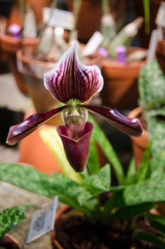Dark purple flower from the family orchid