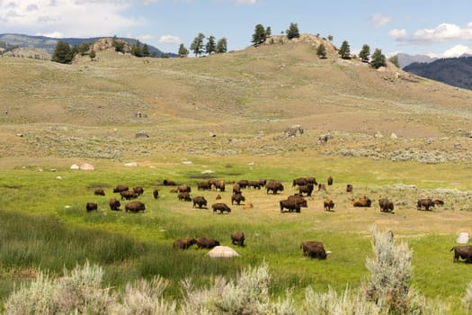 Large Buffalo herd grazing inside Yellowstone