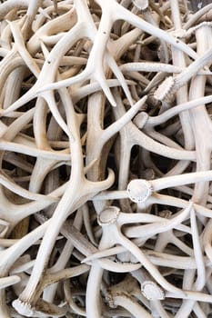 Hundreds of Elk antlers all arranged together as an arch