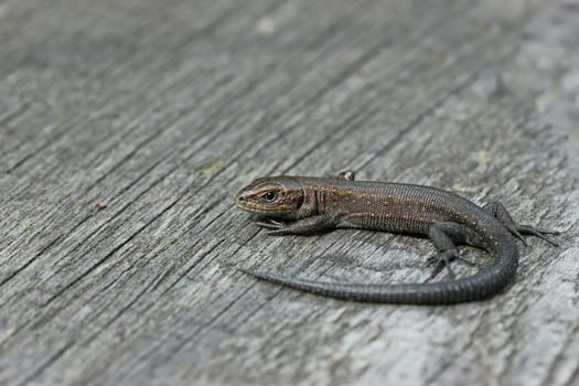 Newborn forest lizard (Zootoca vivipara) on a wooden plank path