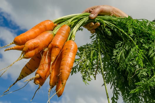 Carrot harvest vegetables in the garden in the hands