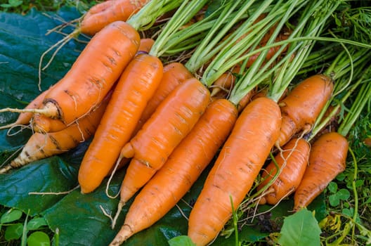 Carrot harvest vegetables in the garden in the hands