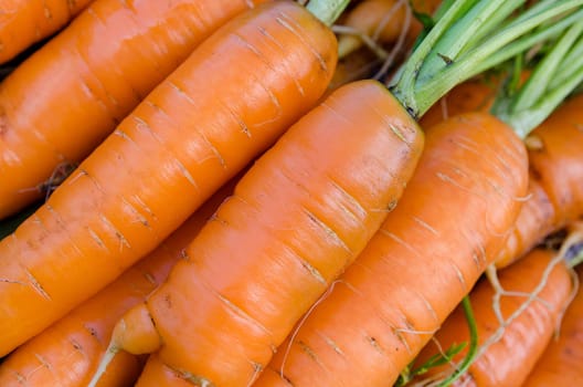Carrot harvest vegetables in the garden in the hands