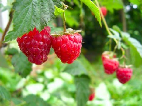 red and ripe raspberry in the garden
