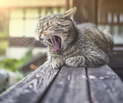 adorable cat meowing outdoors on wood