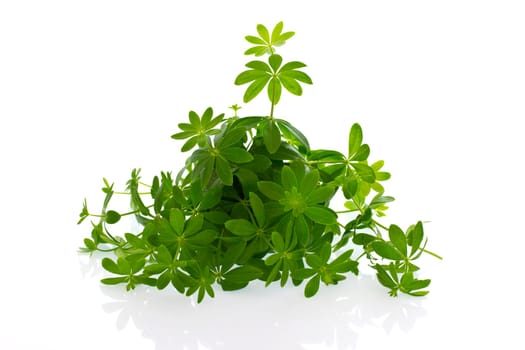 Fresh woodruff herb on a light background