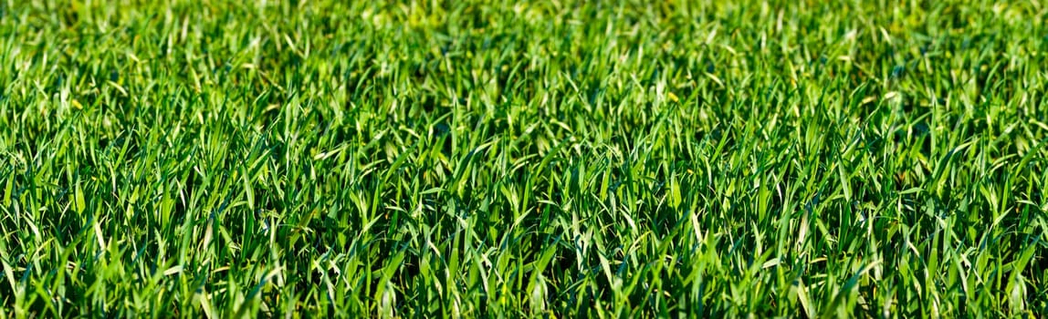 Panoramic collage of fresh green grass in summer