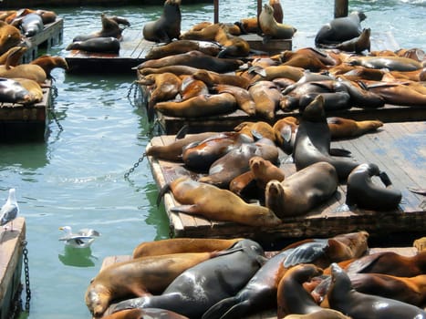 Sea lions at Pier 39 in San Francisco, USA