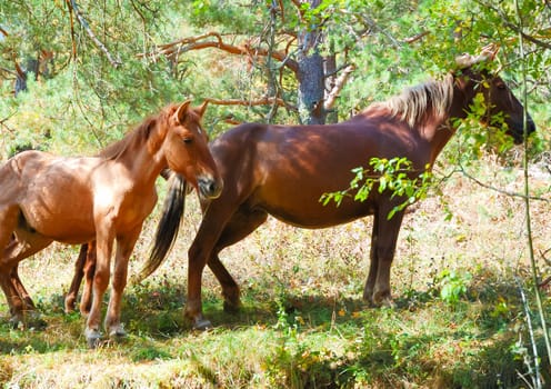 Wild horses in meadow. Mountains in Crimea at the sunny summer day.