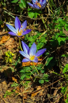 Crocus flowers on a mountain meadow in Crimea at the sunny summer day.