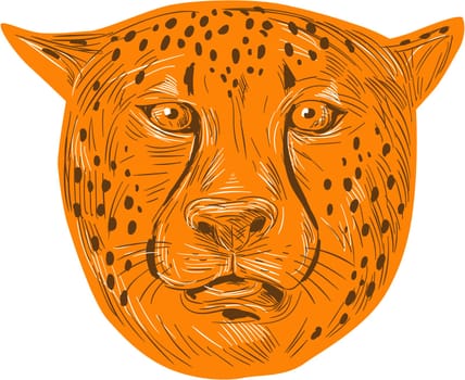 Drawing sketch style illustration of a cheetah head facing front set on isolated white background.