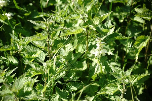 The close-up of wild nettles.