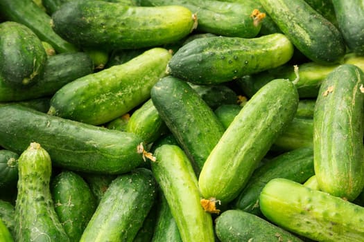 Cucumbers background