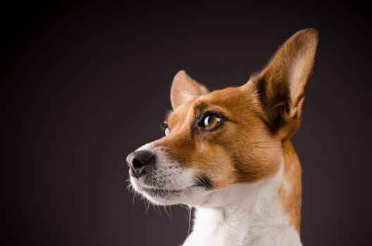 Studio shot of a Jack Russell Terrier
