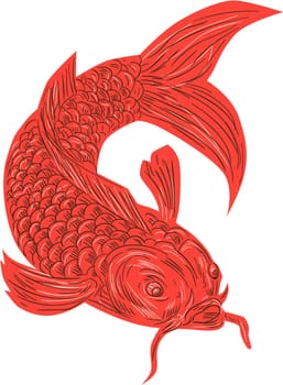 Drawing sketch style illustration of a red koi nishikigoi trout fish set on isolated white background.
