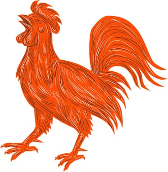 Drawing sketch style illustration of a chicken rooster crowing viewed from the side set on isolated white background.