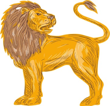 Drawing sketch style illustration of an angry lion big cat roaring showing teeth fangs looking to the back viewed from the side  set on isolated white background.