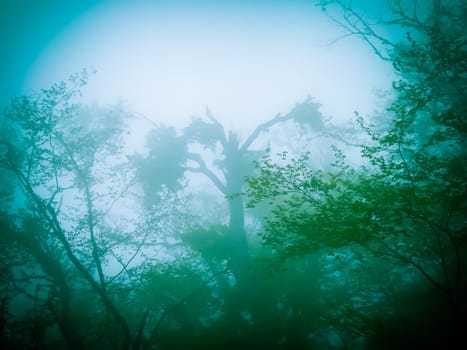 Mysterious green forest in fog in halloween stile