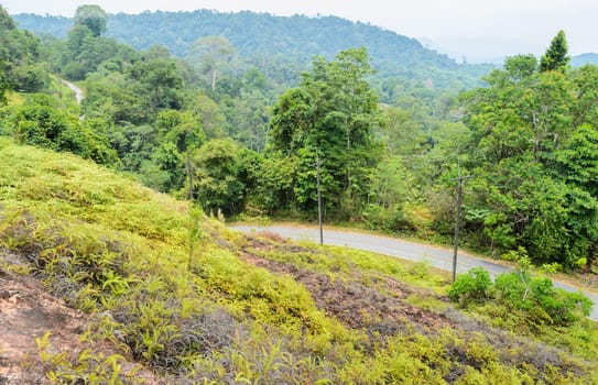 Green tropical mountain view with roadway