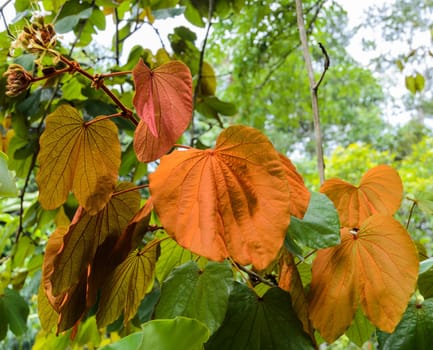 Gold Leaf Bauhinia Aureifolia tree in Thailand