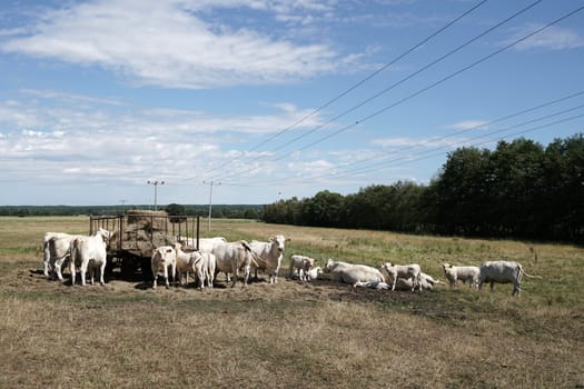 Cows on a pasture in summer