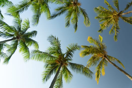 Palm trees against sunny tropical sky