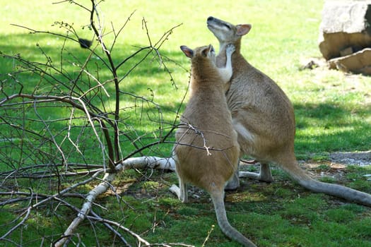 Kangaroos in a zoo