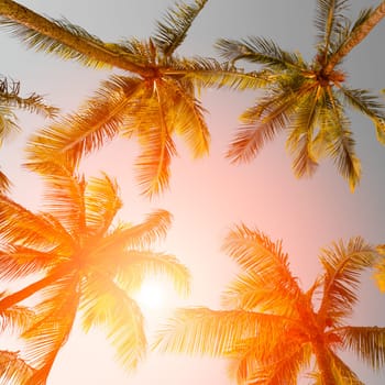 Tropical sunset