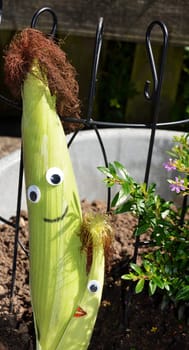 Corn on the cob