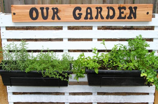 Containers of herbs hanging from a pallet on a wall