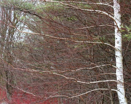 Leafless white birch tree in springtime