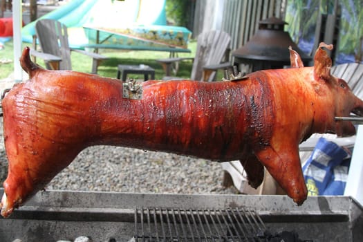 Whole pork roasting and turning on a spit