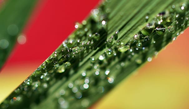 Water pearls on plant leaf