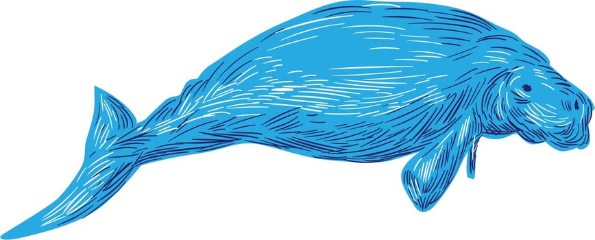 Drawing sketch style illustration of a dugong marine mammal viewed from side set on isolated white background.