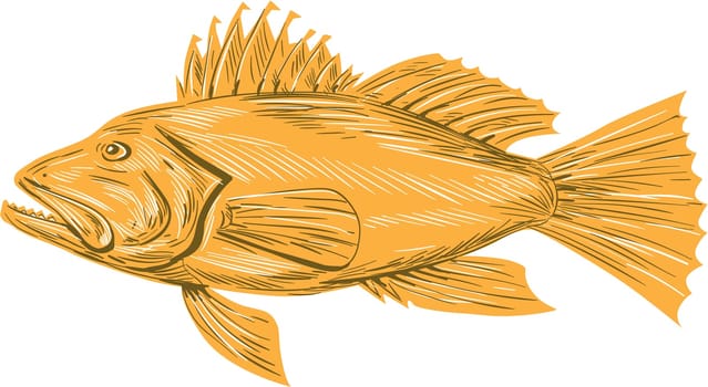Drawing sketch style illustration of a Black sea bass or Centropristis striata, an exclusively marine grouper viewed from the side set on isolated white background.