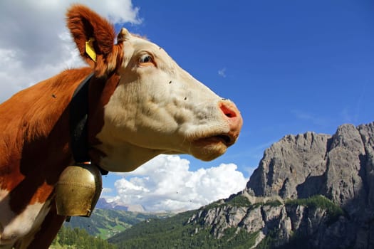 Simmental cattle with bell in the mountains of the Dolomites