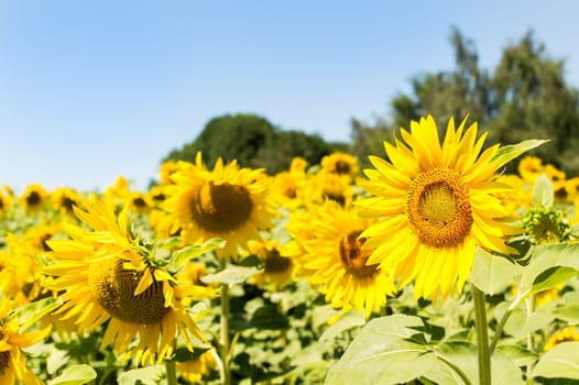 Sunflower field on a sunny day. Background of sunflower.