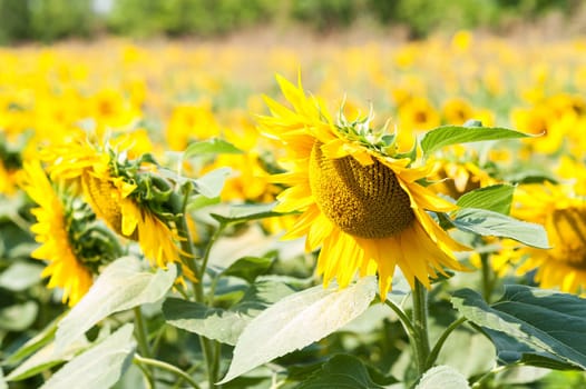 Sunflower field on a sunny day. Background of sunflower.