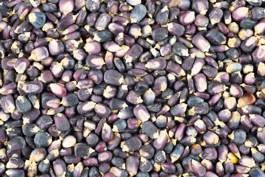 Dried blue corn hominy food background.