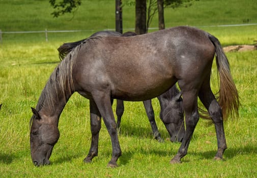a beautiful brown horse in a meadow