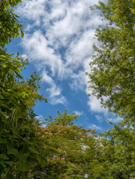 a foliage with a blue sky and clouds