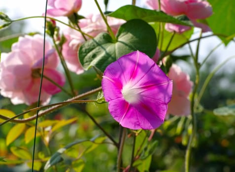 Magnificent winds on the wooden fence - Ipomoea tricolor flower in summer garden