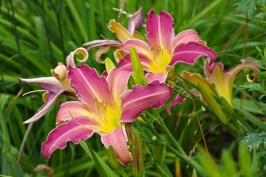 Taglily Loch Ness Monster - daylily of the species Loch Ness Monster in summer