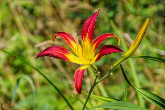 Taglily Stop Light - daylily of the species Stop Light in summer