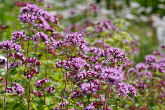 Oregano,a popular spice plant blooming in summer