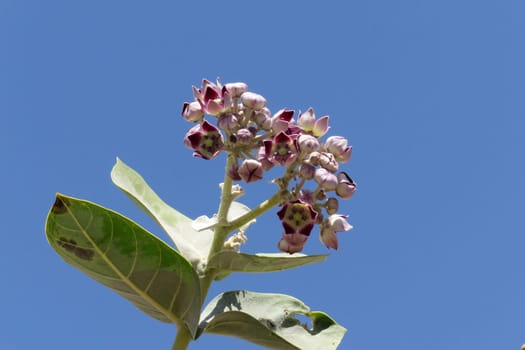 Fat leaf tree - Calotropis procera